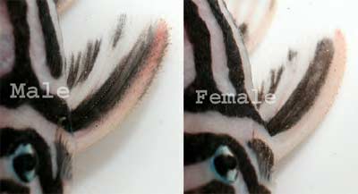 Hypancistrus zebra Male and Female comparison