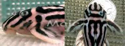 Zebra Pleco Male